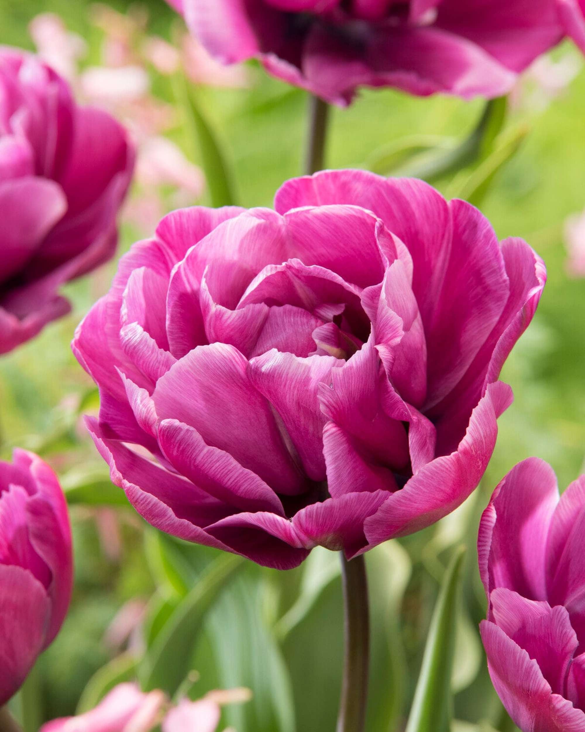 Tulpe 'Blue Diamond'